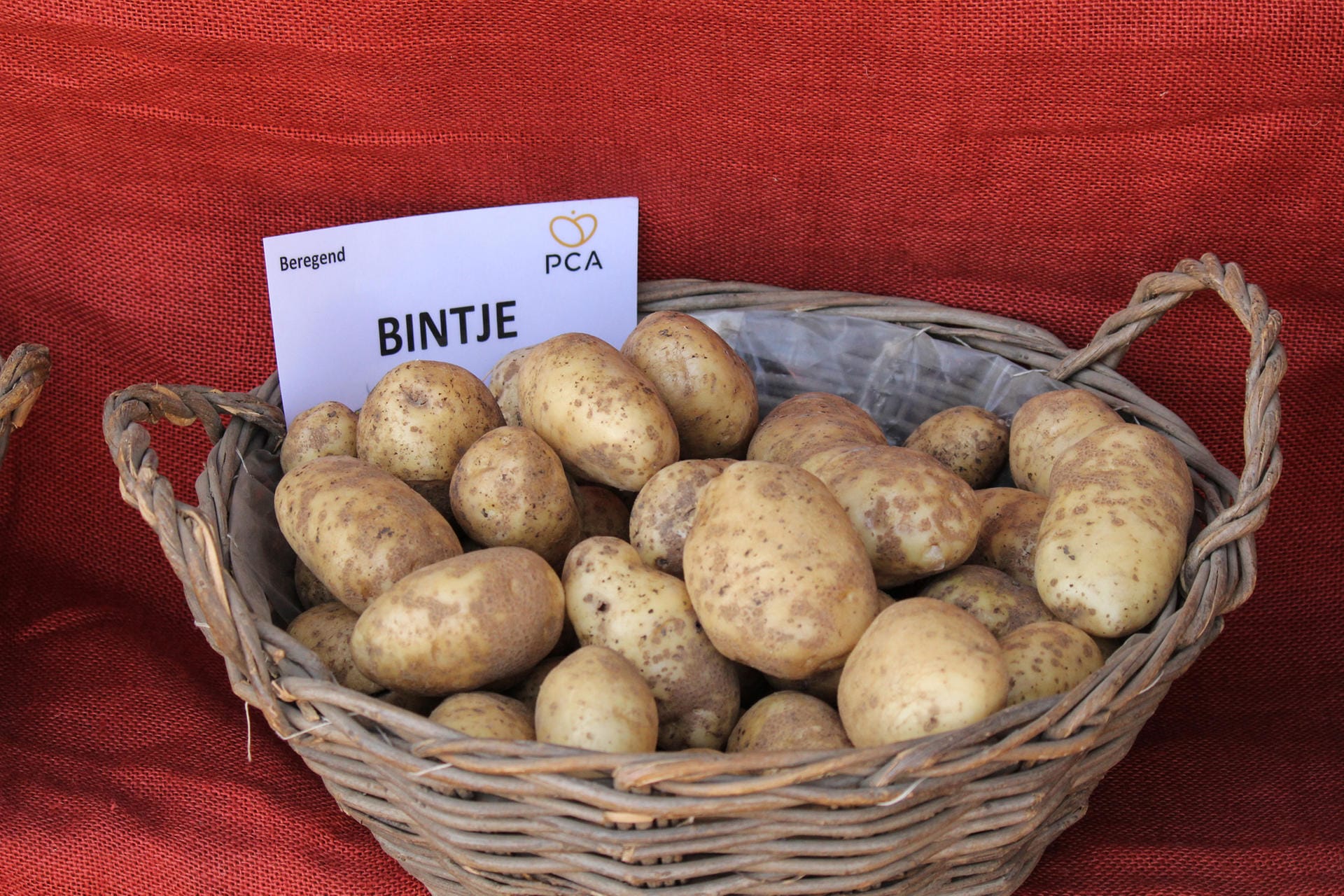 Kartoffel des Jahres 2012: "Bintje"
