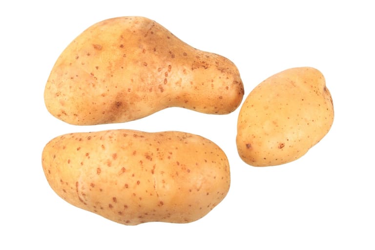 Kartoffel des Jahres 2015: "Heideniere"