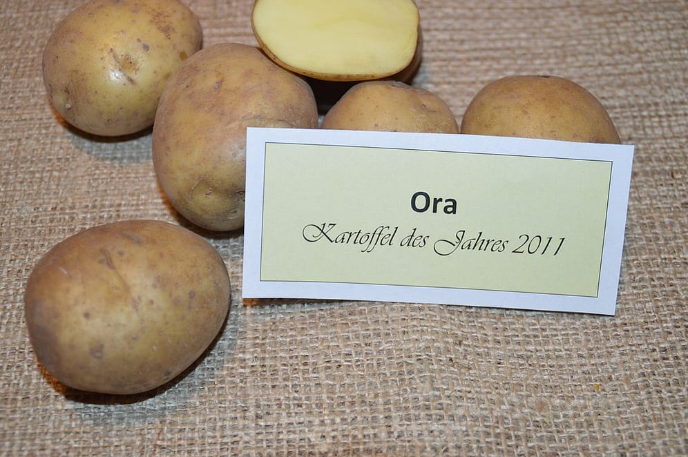 Kartoffel des Jahres 2011: "Ora"