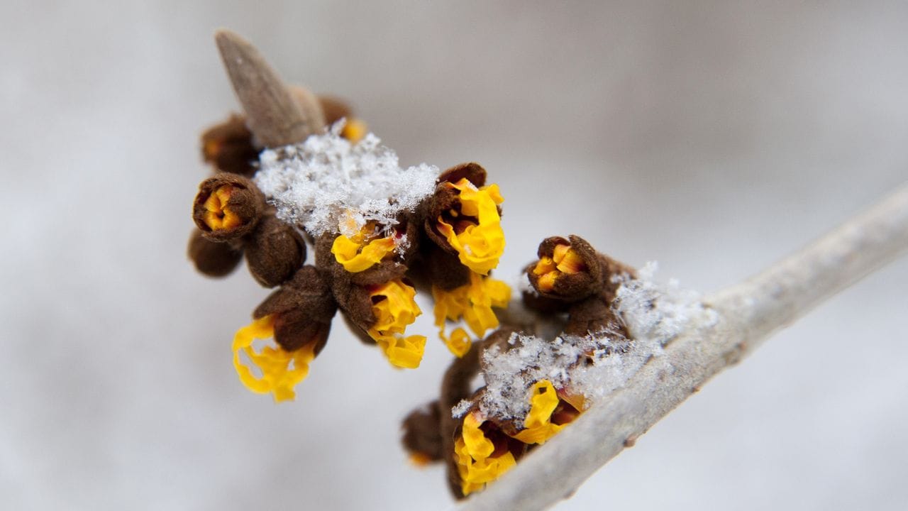 Die Formen der Zaubernuss stammen vor allem aus dem asiatischen Raum - etwa die Chinesische Zaubernuss (Hamamelis mollis).