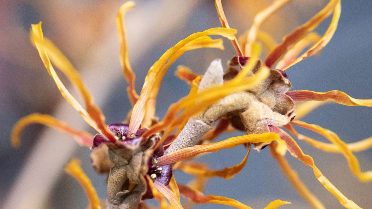 Die Zaubernuss bildet strahlende Blüten im noch kargen Garten aus.