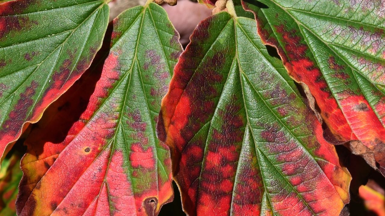 Die Zaubernuss hat auch im Herbst was zu bieten: Ihre Blätter schmücken sich mit strahlenden Farben.