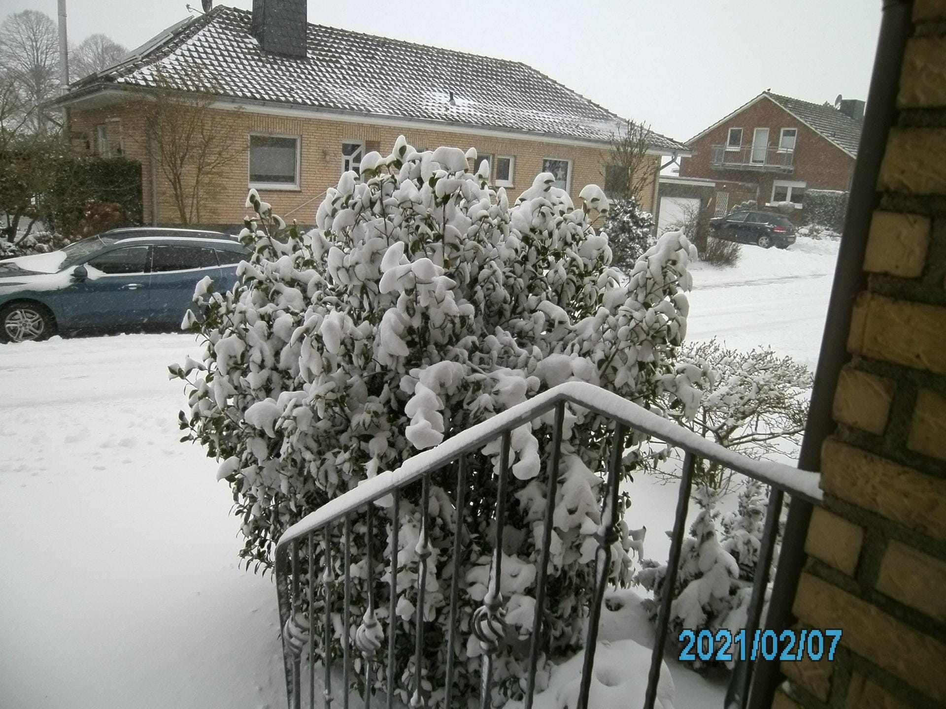 Die Kamelie von Bernd Katemann hatte nach Neujahr bereits angefangen, ordentlich zu blühen. Doch nun ist diese Pracht im Schnee versunken.eujahr bereits angefangen, ordentlich zu blühen. Doch nun ist diese Pracht im Schnee versungen.