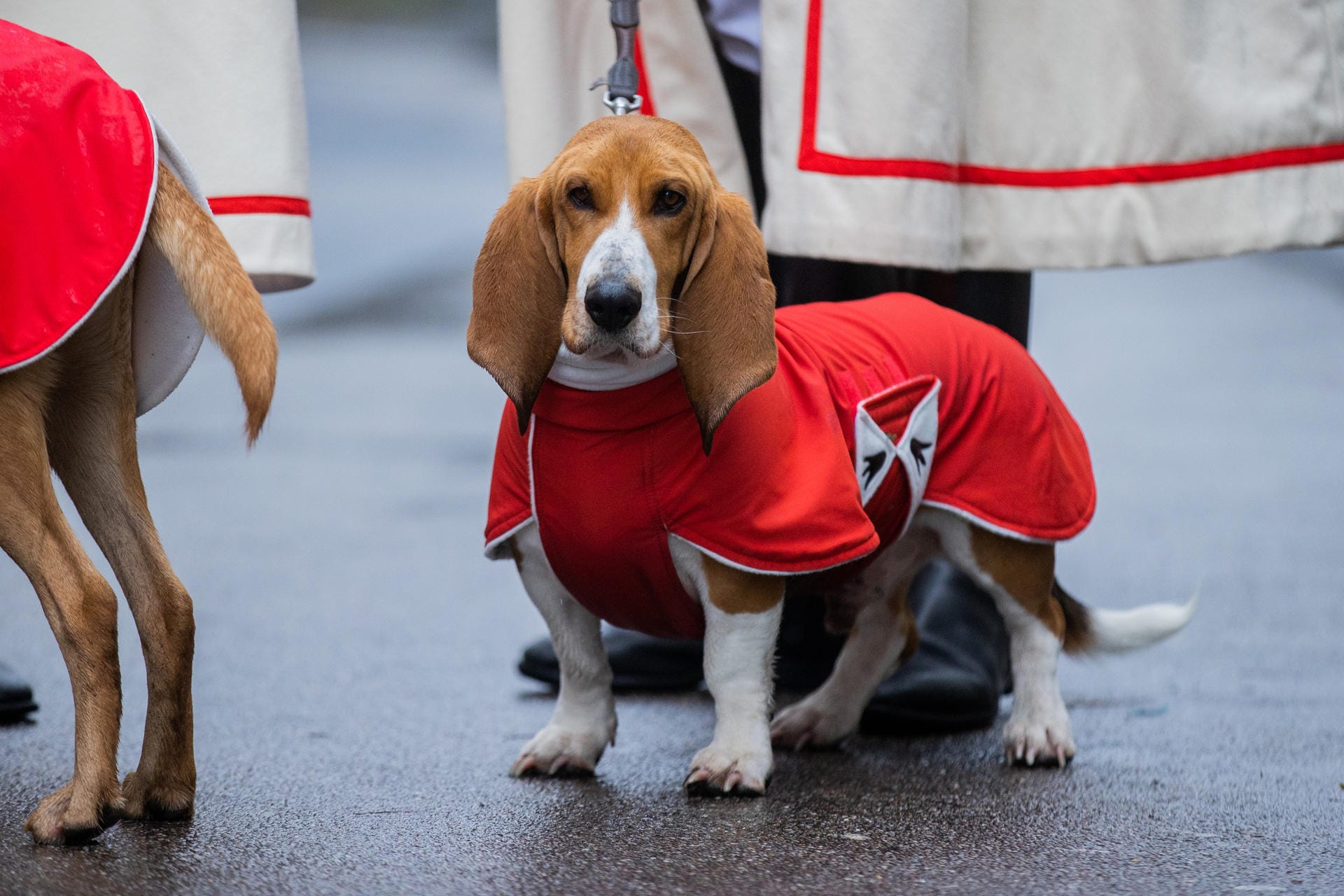 Zwei verkleidete Hunde: Auch die Tiere dürfen an Karneval jeck sein.