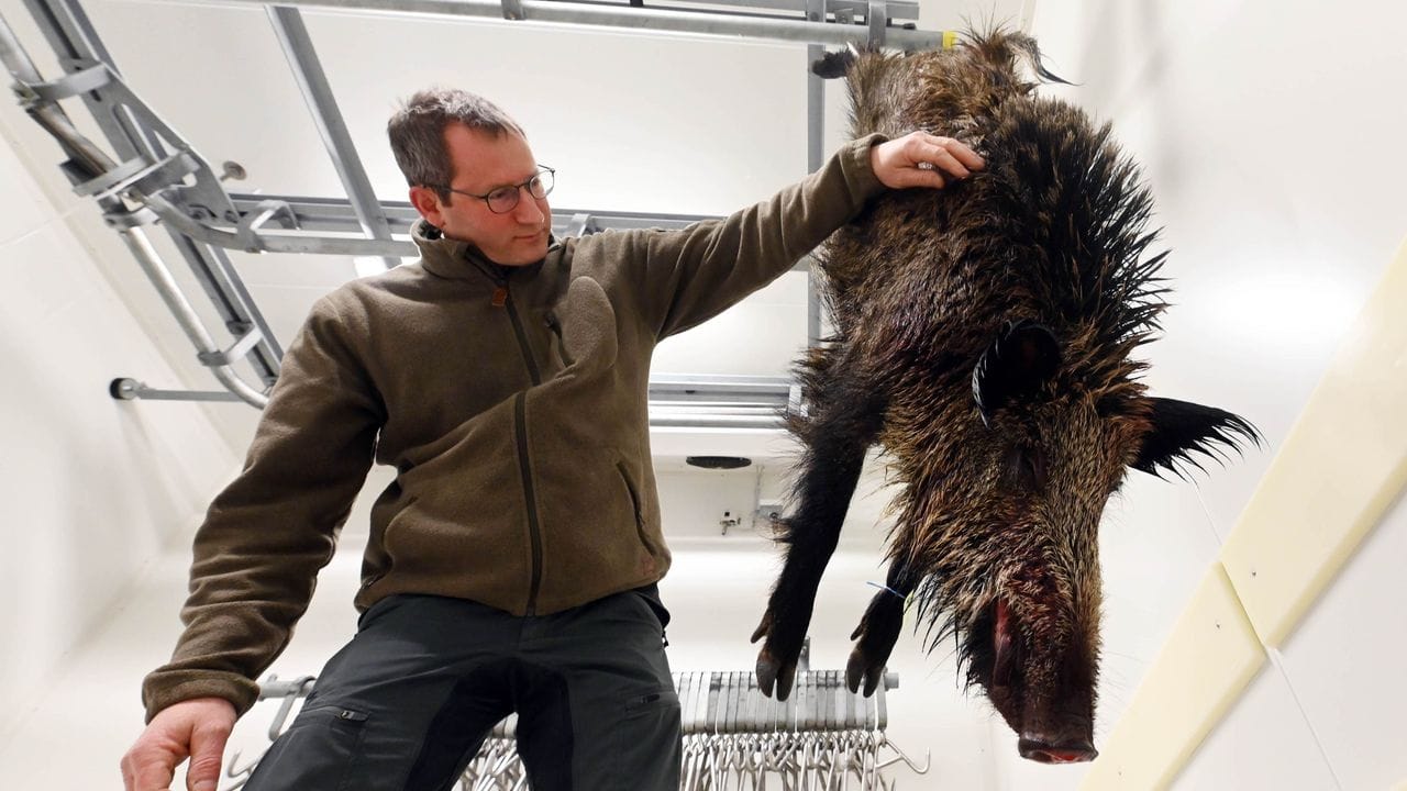 Thomas Hauck, Leiter des Forstamts Baden-Baden, begutachtet in der dortigen Wildkammer ein geschossenes Wildschwein.