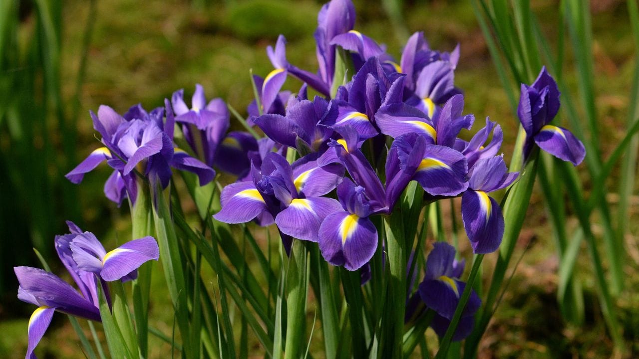 Viele Schwertlilien (im Bild: Iris-Hollandica-Hybride) tragen leuchtende Farben - sie sind schließlich auch nach der Göttin des Regenbogens benannt.