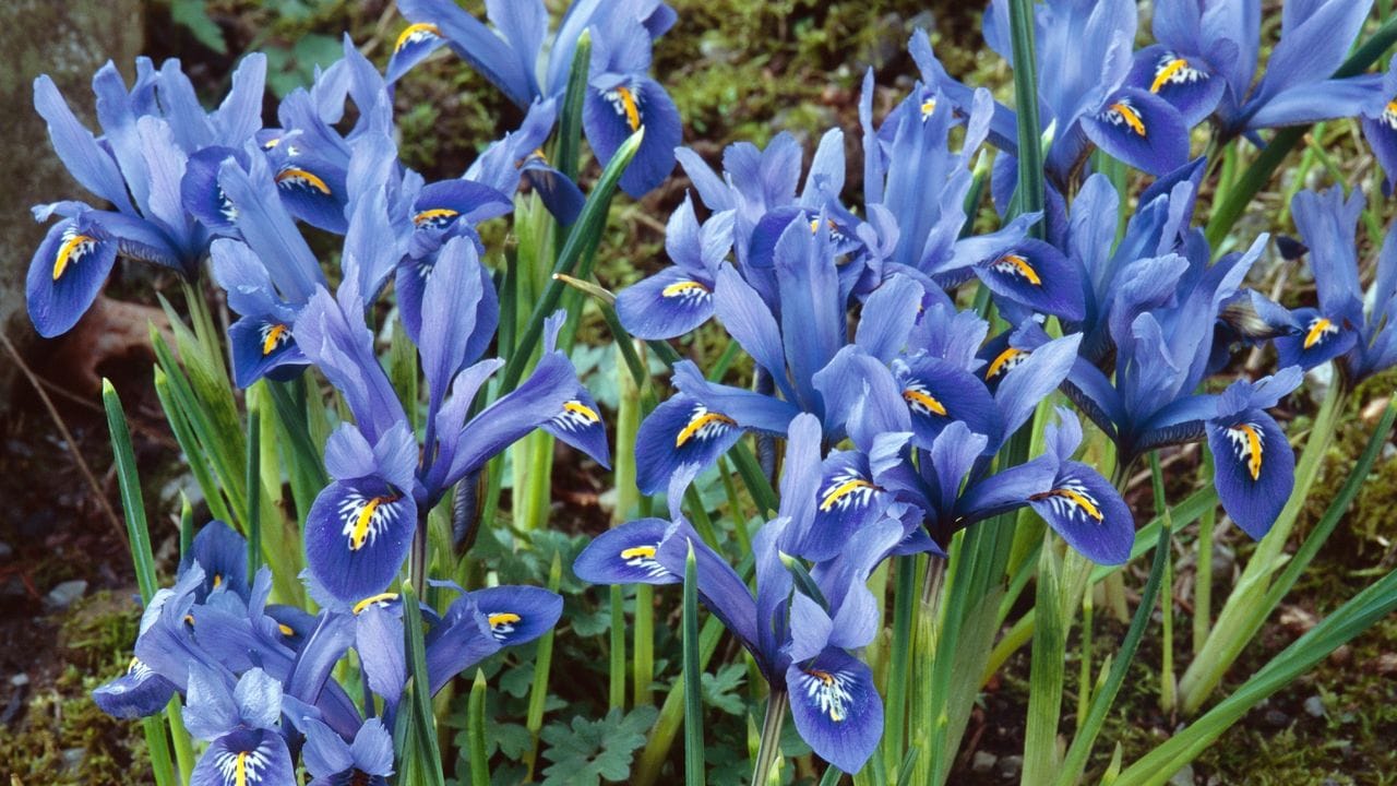 Die Netz-Iris (Iris reticulata) 'Alida' erblüht in strahlendem Blau - und das bereits schon Ende Februar bis Anfang März.