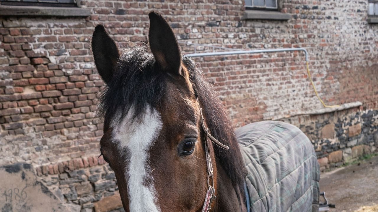 Tim Bishop genießt als angehender Hufschmied die Arbeit mit Tieren.