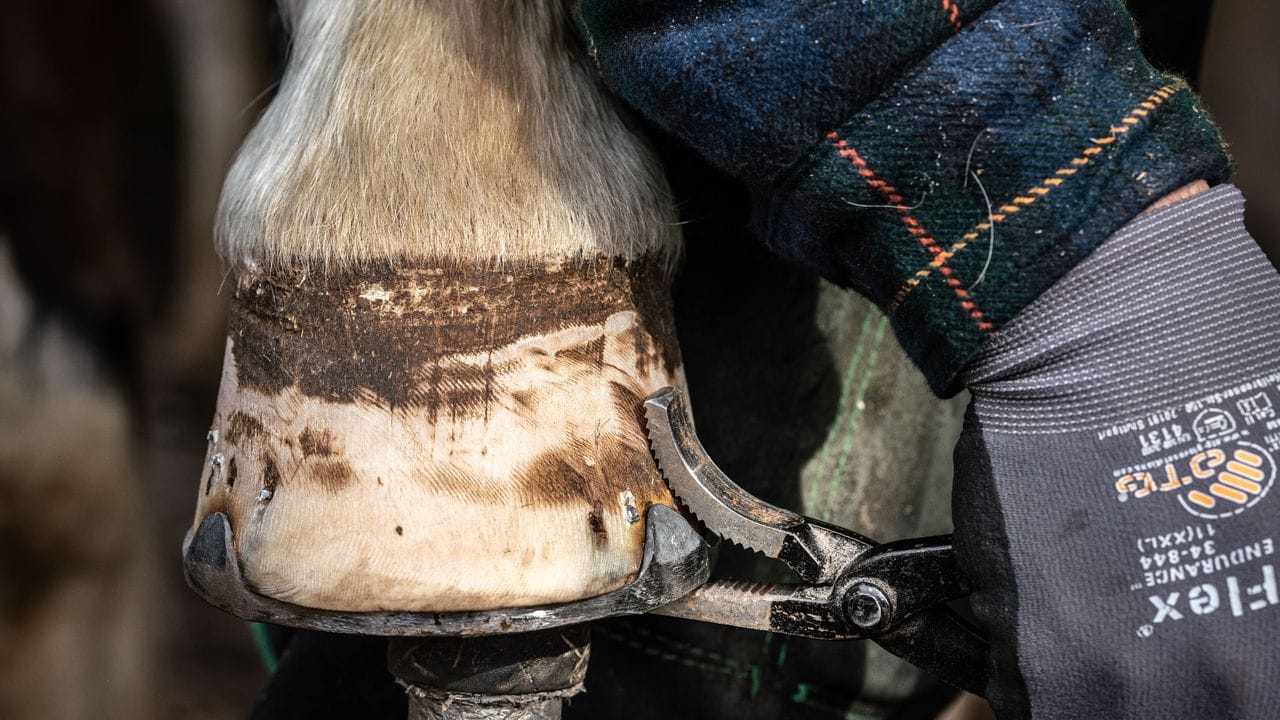 Nachdem die neuen Hufeisen aufgenagelt wurden, werden die herausstehenden Spitzen der Hufnägel entfernt und dann mit der Spezialzange vernietet.