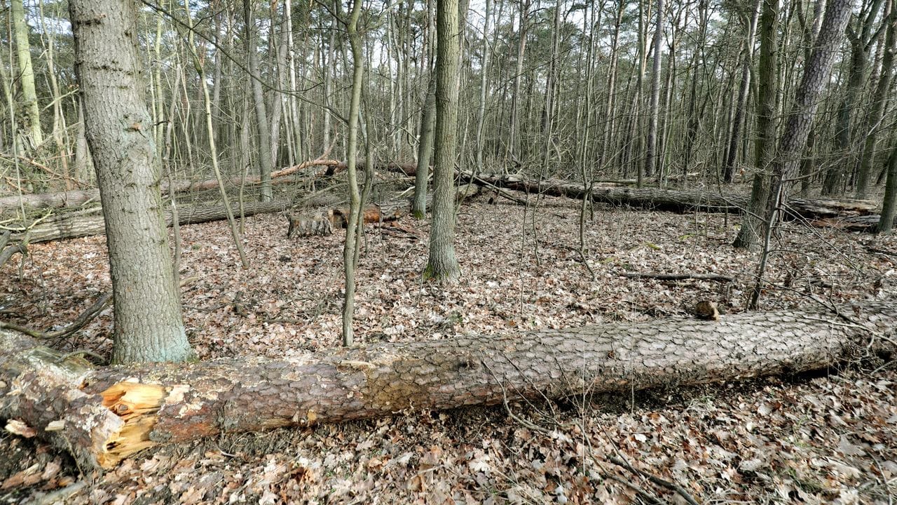 Umgestürzte Bäume und Totholz in einem Mischwaldbestand mit Kiefern liegen im Revier Müggelsee im Bezirk Köpenick am Rand eines Waldweges.