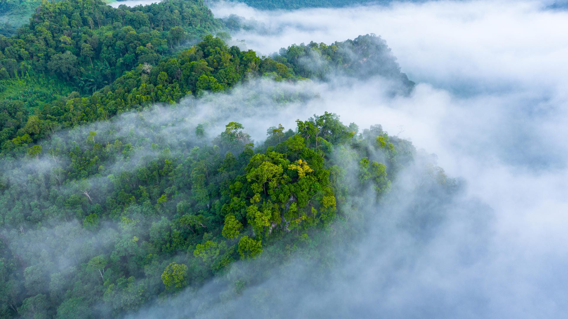Amazonas-Regenwald (Brasilien): Die Klimakrise setzt dem Gebiet stark zu. Es droht zu vertrocknen.