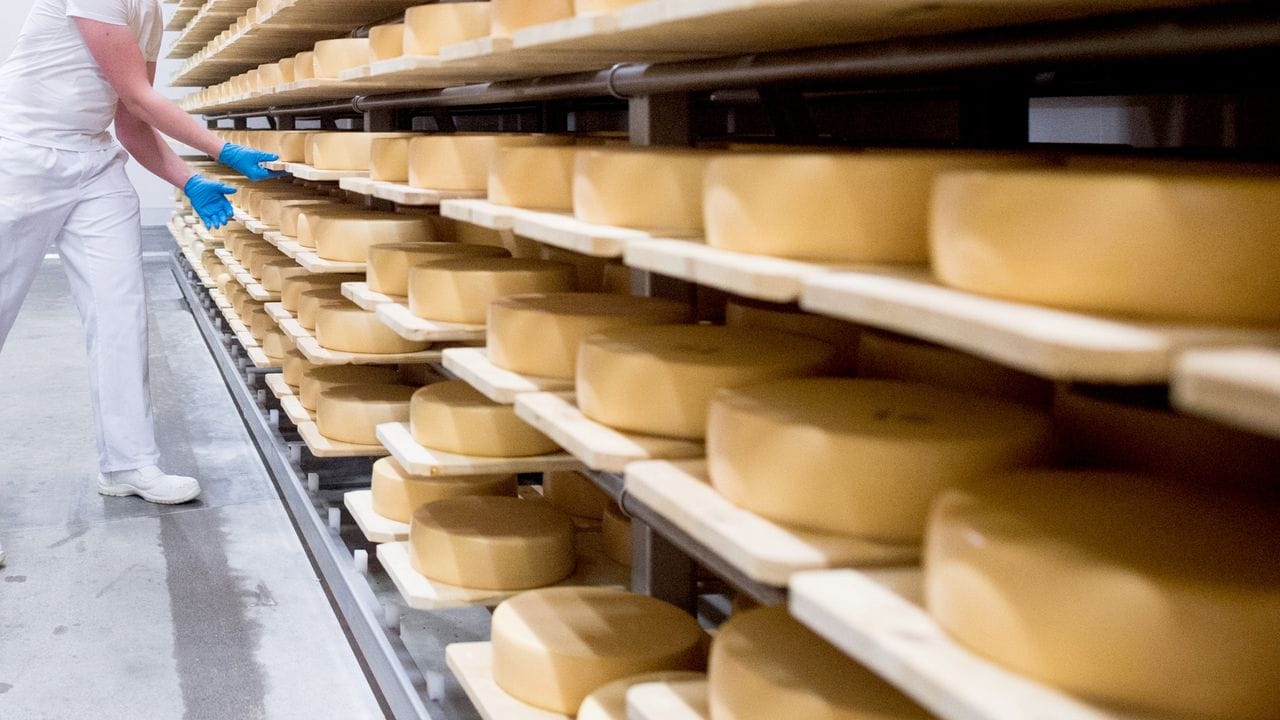 Milchtechnologen entwickeln in ihrer Ausbildung ein Händchen für die Herstellung von Käse.