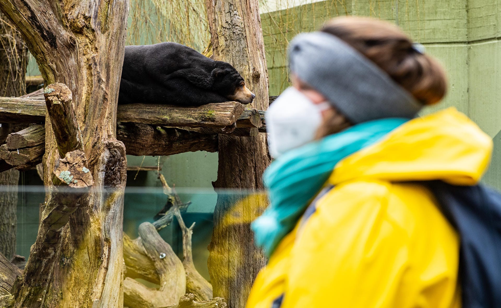 Frau mit Mundschutz vor dem Gehege eines Malaienbären: Wie hier in Münster öffneten am Montag auch die ersten Zoos.
