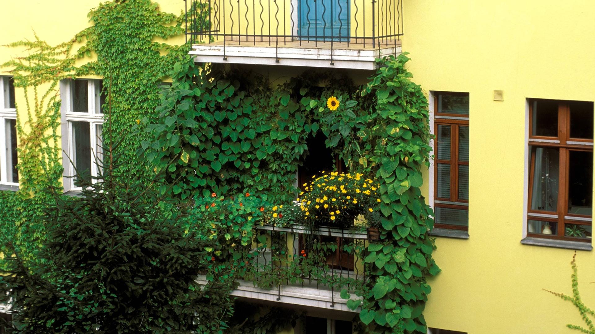 Grüner Balkon: Kletterpflanzen wie Efeu überwuchern die Balustrade.