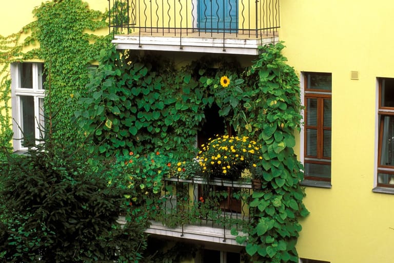 Grüner Balkon: Kletterpflanzen wie Efeu überwuchern die Balustrade.