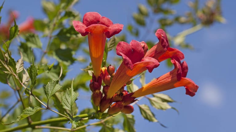Trompetenblume (Campsis radicans): Sie gilt schnellwachsende Kletterpflanze.