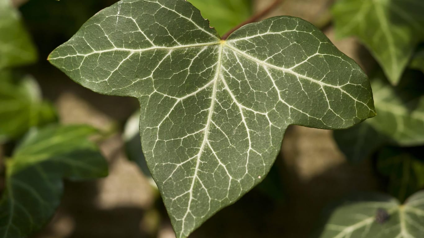 Gemeiner Efeu (Hedera helix): Er ist in ganz Europa heimisch.