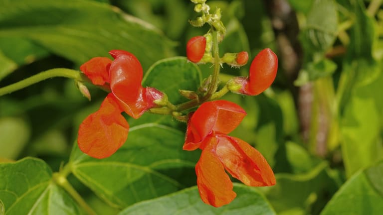 Feuerbohne (Phaseolus coccineus): Die Schlingpflanze kommt ursprünglich aus Mexiko.