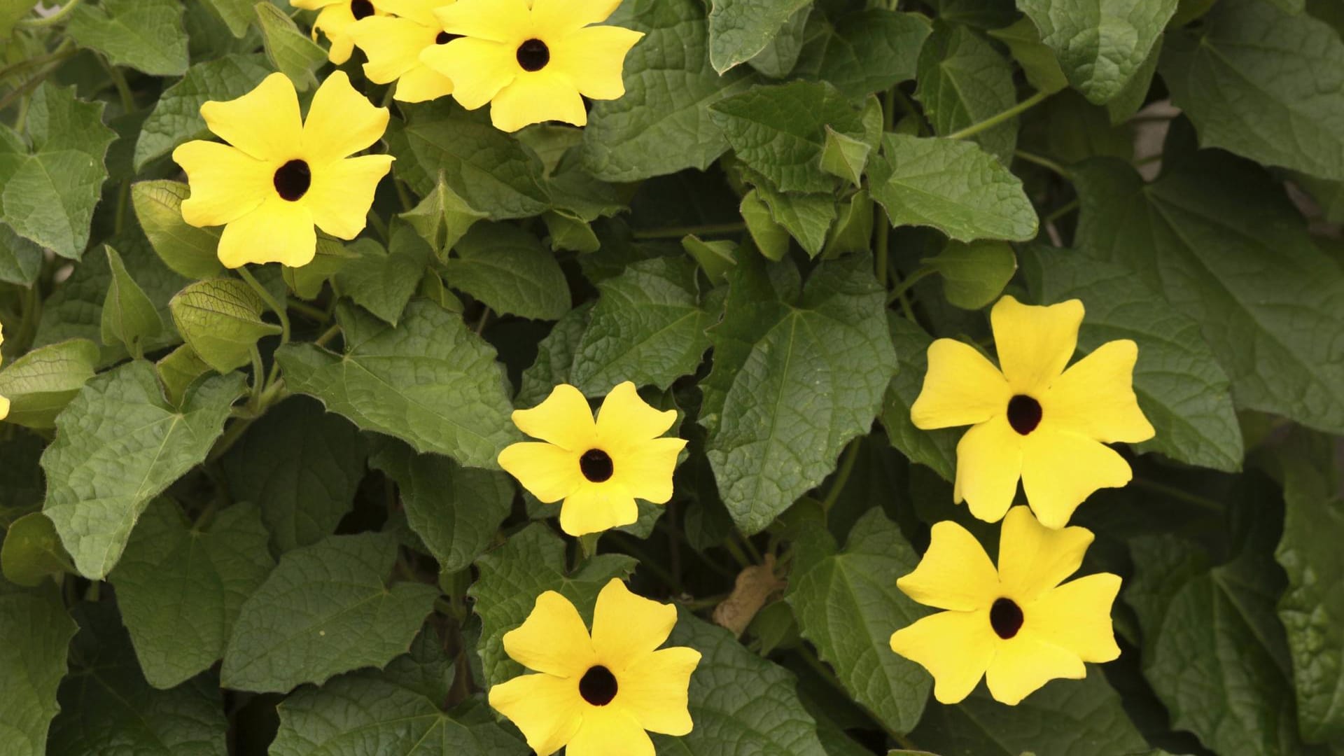 Schwarzäugige Susanne (Thunbergia alata): Sie stammt ursprünglich aus Südostafrika.