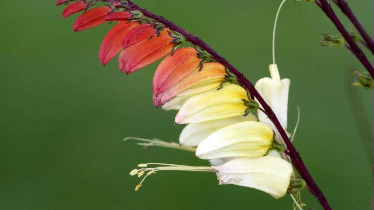 Sternwinde (Ipomoea lobata): Sie trägt orange bis gelbe Blütenrispen.