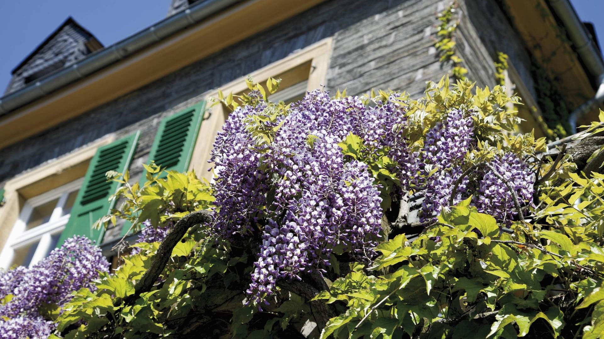 Blauregen (Wisteria): Der Chinesische Blauregen (Wisteria sinensis) gehört zur Pflanzengattung.