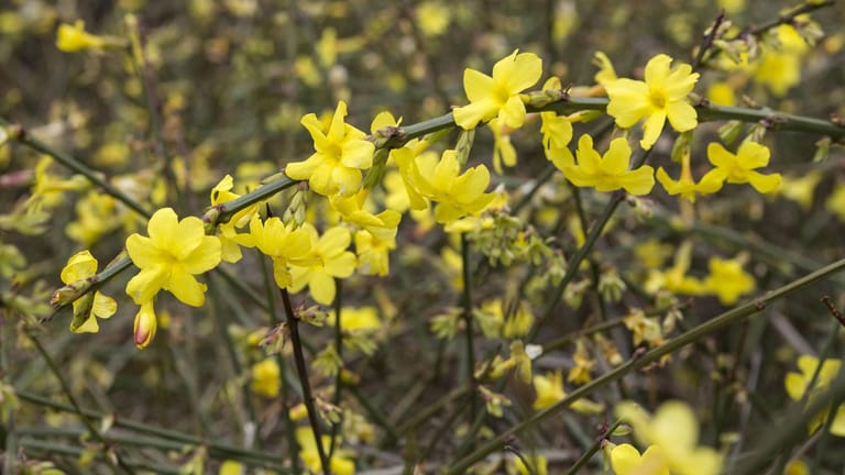 Winterjasmin (Jasminum nudiflorum): Seine Blüten sehen der Forsythie ähnlich.