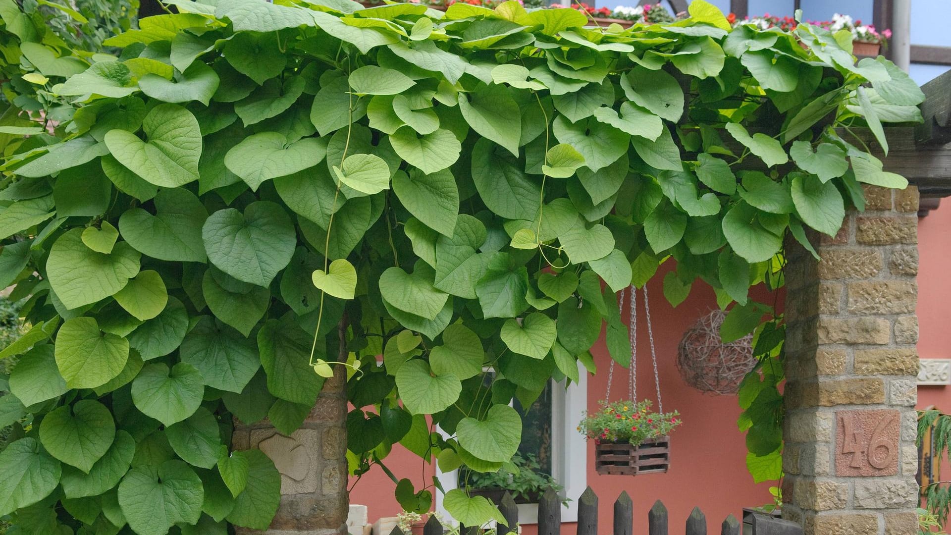 Pfeifenwinde (Aristolochia macrophylla): Auch am Gartentor wirkt sie dekorativ.