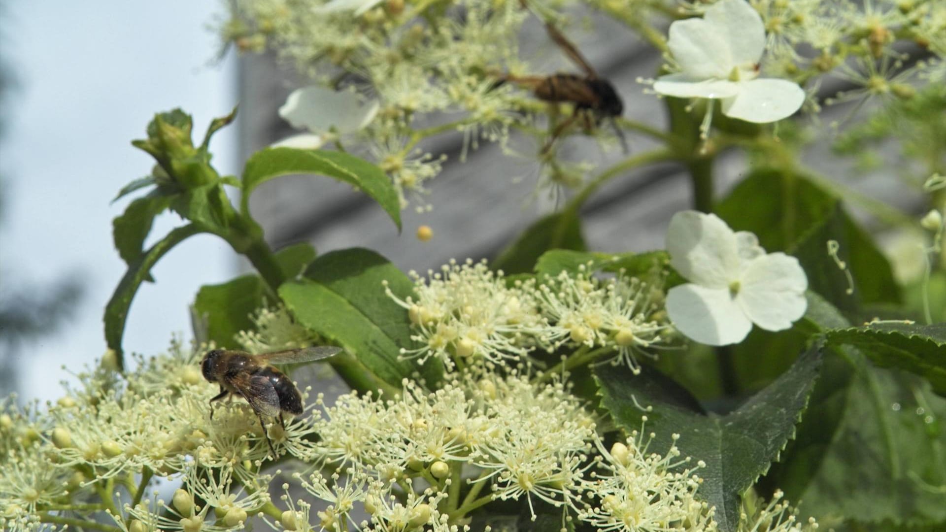 Kletterhortensie (Hydrangea petiolaris): Sie punktet mit großen weißen Blütenständen.