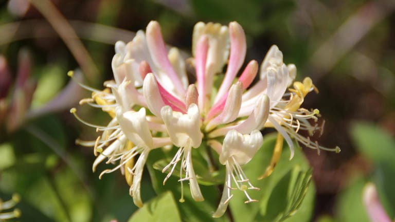 Garten-Geißblatt (Lonicera caprifolium): Es wird auch Wohlriechendes Geißblatt genannt.