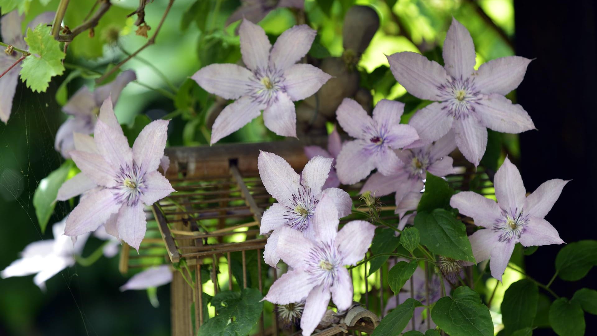 Clematis: Großblumige Hybriden sind besonders beliebt.