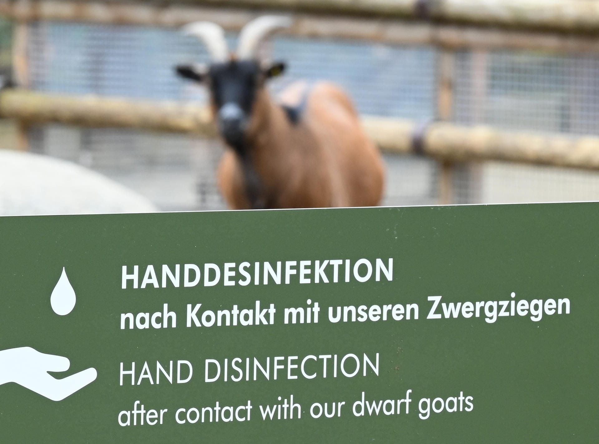 Ein Schild mit der Aufschrift "Handdesinfektion nach Kontakt mit unseren Zwergziegen" steht im Frankfurter Zoo vor dem Tiergehege: Auch der Streichelzoo ist wieder geöffnet. Ein Schild mit der Aufschrift "Handdesinfektion nach Kontakt mit unseren Zwergziegen" steht im Frankfurter Zoo vor dem Tiergehege: Auch der Streichelzoo ist wieder geöffnet.