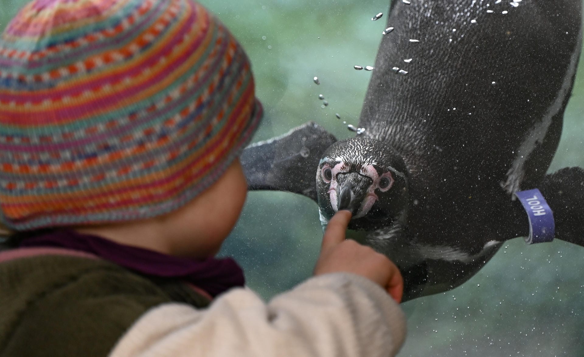 Paula streckt ihren Finger nach einem Humboldt-Pinguin aus, der im Becken der Pinguin-Anlage des Frankfurter Zoos an der Glasscheibe vorbeischwimmt: Trotz Öffnung gelten weiterhin Corona-Schutzmaßnahmen. Paula streckt ihren Finger nach einem Humboldt-Pinguin aus, der im Becken der Pinguin-Anlage des Frankfurter Zoos an der Glasscheibe vorbeischwimmt: Trotz Öffnung gelten weiterhin Corona-Schutzmaßnahmen.