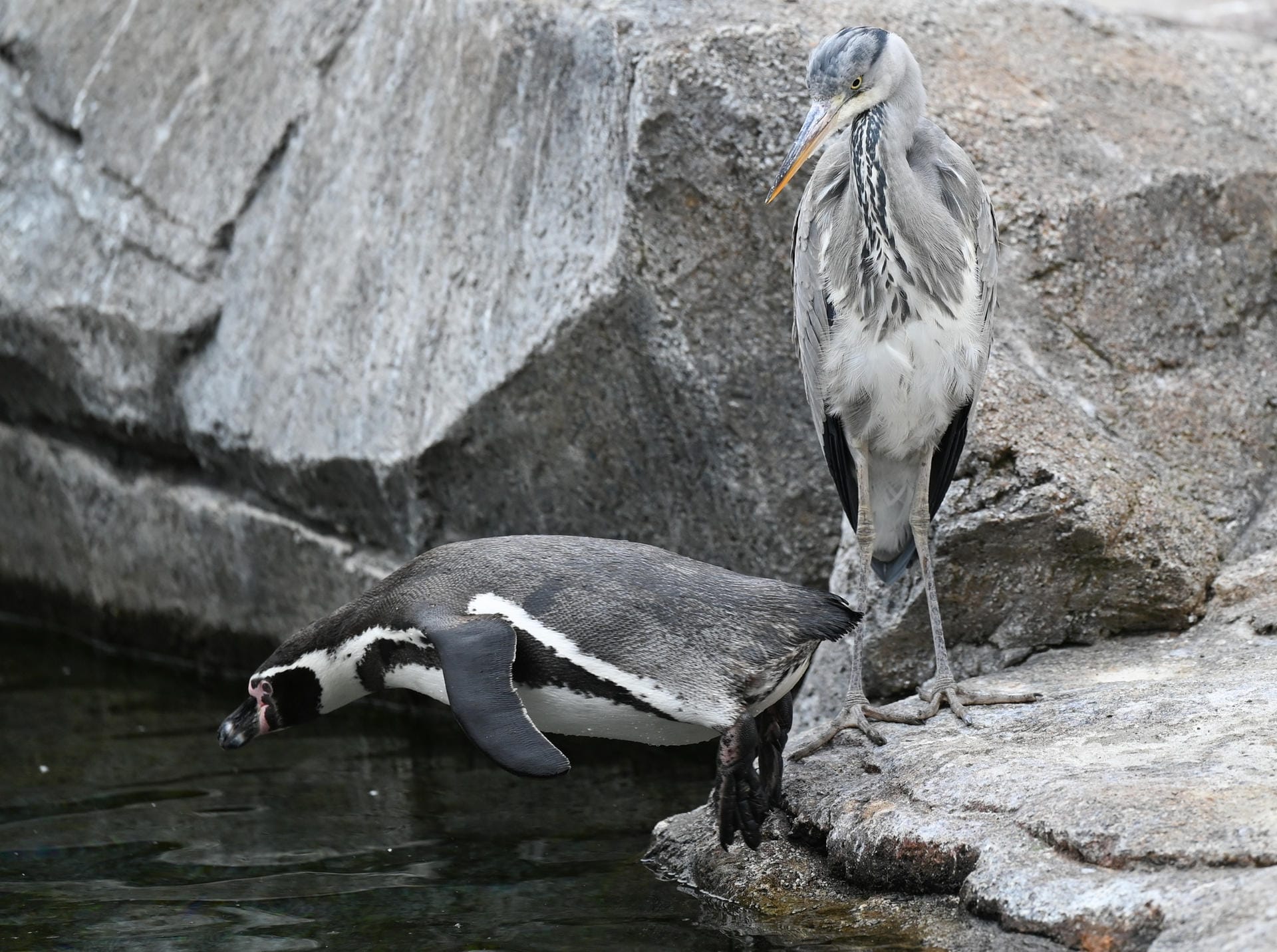 Ein Graureiher schaut einem Humboldt-Pinguin nach, der ins Becken der Pinguin-Anlage des Frankfurter Zoos hüpft: In zwei Zeitfenstern dürfen Besucher den Zoo besuchen. Ein Graureiher schaut einem Humboldt-Pinguin nach, der ins Becken der Pinguin-Anlage des Frankfurter Zoos hüpft: In zwei Zeitfenstern dürfen Besucher den Zoo besuchen.