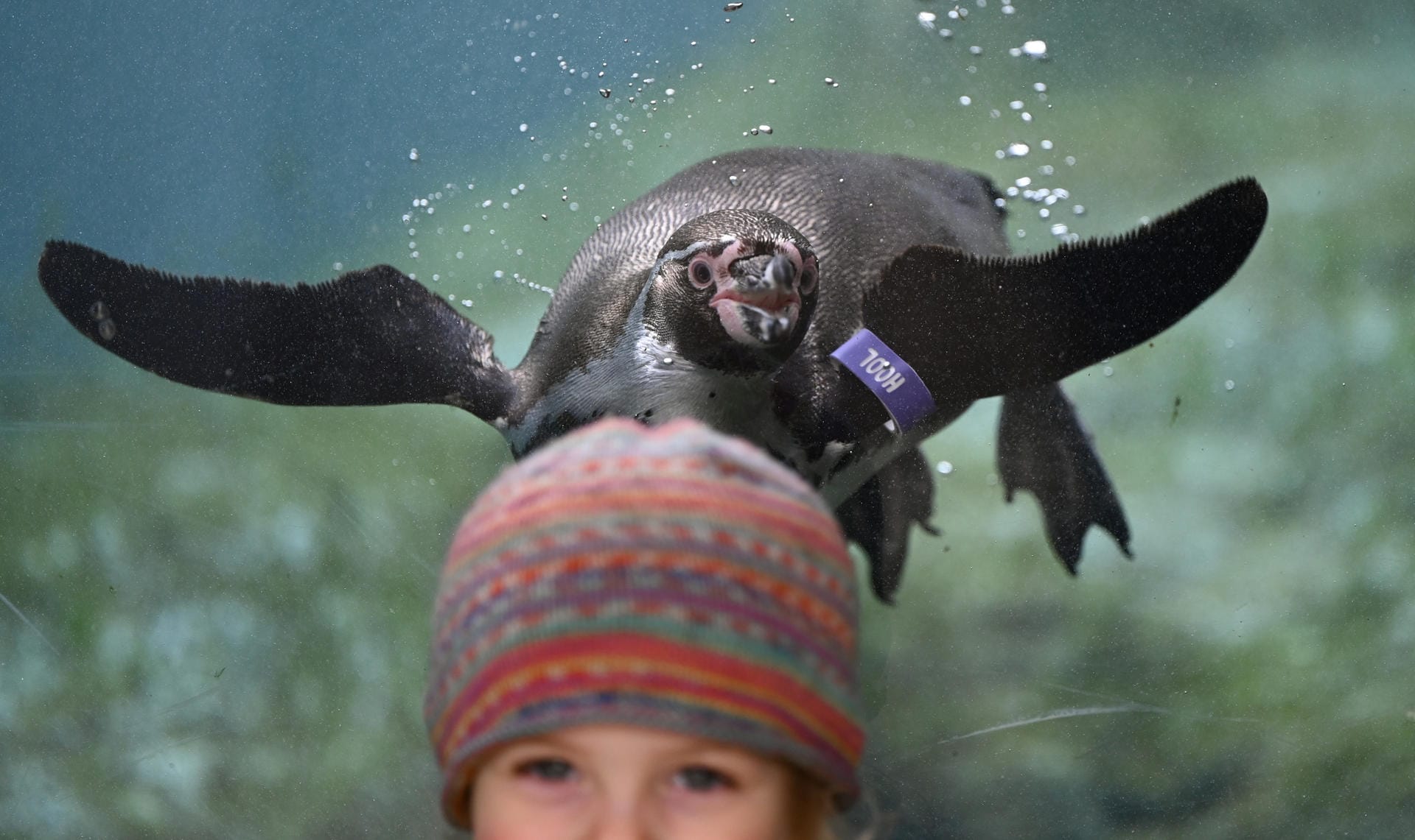 Ein Humboldt-Pinguin schwimmt im Becken der Pinguin-Anlage des Frankfurter Zoos hinter Paula vorbei: Nach monatelangem Lockdown hat der Frankfurter Zoo wieder geöffnet. Ein Humboldt-Pinguin schwimmt im Becken der Pinguin-Anlage des Frankfurter Zoos hinter Paula vorbei: Nach monatelangem Lockdown hat der Frankfurter Zoo wieder geöffnet.