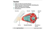 Faszien finden sich überall im Körper - sie bilden ein feinmaschiges Geflecht, das unter anderem Organe und Muskeln umhüllt oder auch durchdringt.