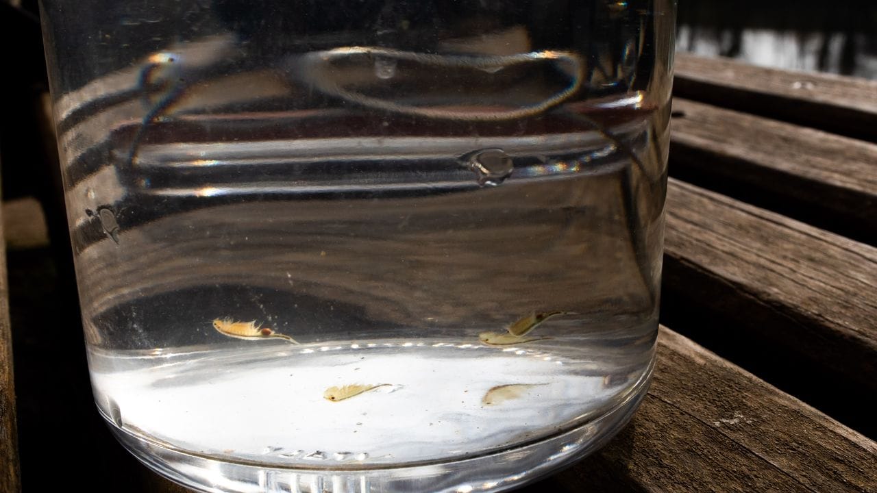 Urzeitkrebse schwimmen in einem Glas mit Wasser. Urzeitkrebse schwimmen in einem Glas mit Wasser.
