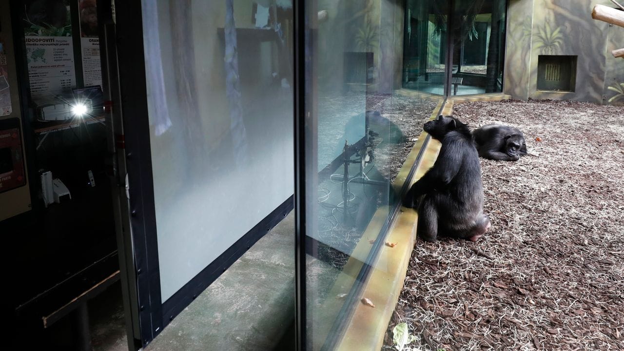 Ein Schimpanse sitzt vor einem Bildschirm im Gehege des Safariparks.