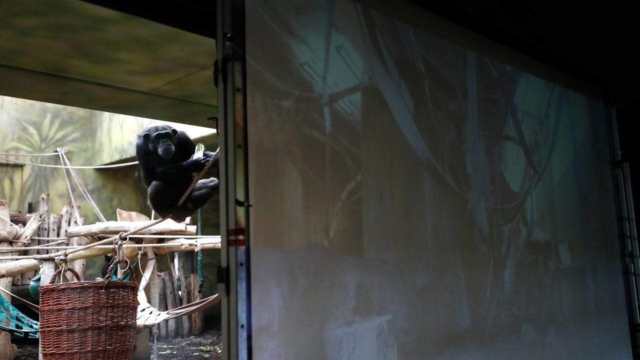 Ein Schimpanse beobachtet das Geschehen auf einem Bildschirm im Gehege des Safariparks.