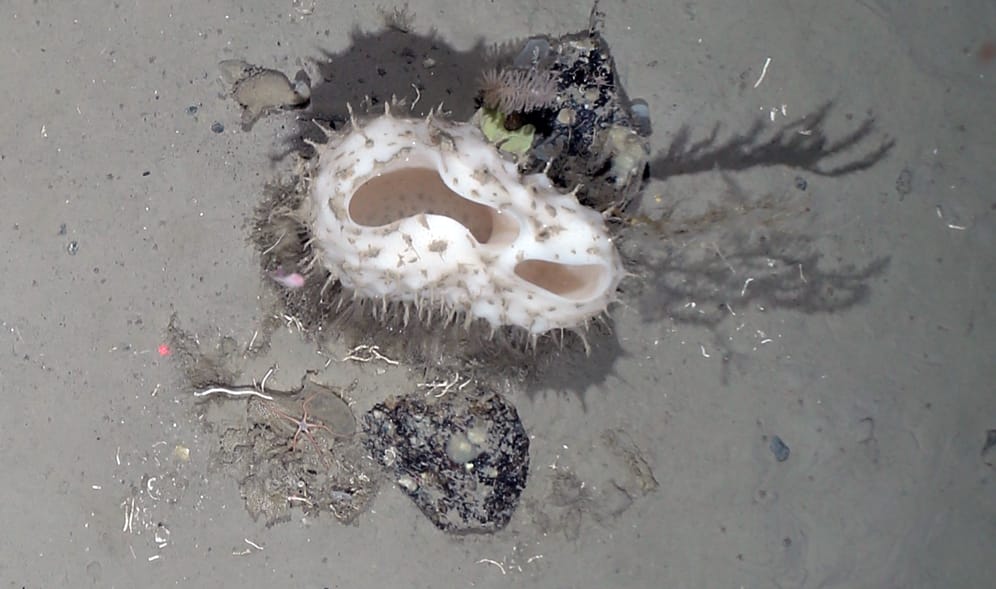 Ein Schwamm von fast 30 cm Durchmesser auf einem kleinen Stein am Meeresboden. Auch Weichkorallen und andere Filterfresser nutzen die Steine als Substrat, um darauf zu wachsen.