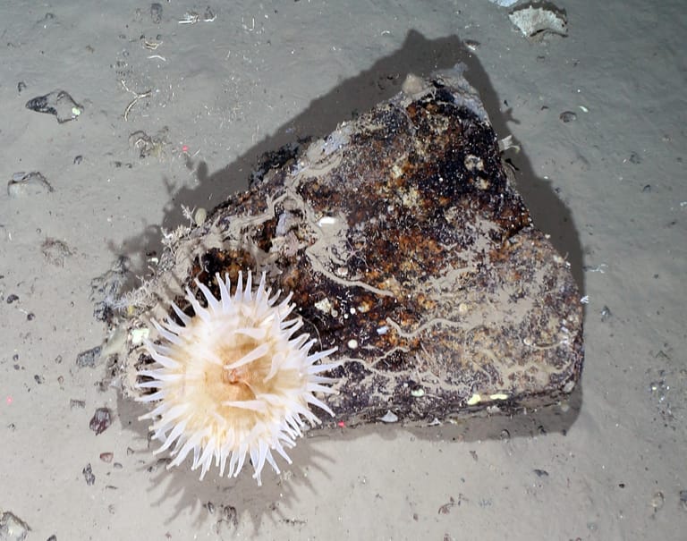 Eine Seeanemone mit einem Durchbesser von rund zehn Zentimeter hängt an einem kleinen Stein.