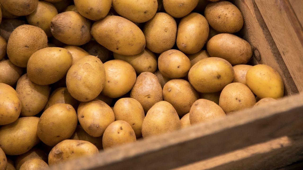 Es gibt viele verschiedene Kartoffel-Sorten, manche sind besonders gut für den Anbau im Privatgarten geeignet.
