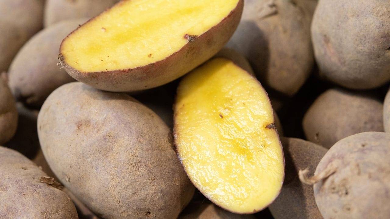 Schöne Kartoffelernte: Bei einer Bodentemperatur von 15 Grad entwickeln sich die Knollen am besten.