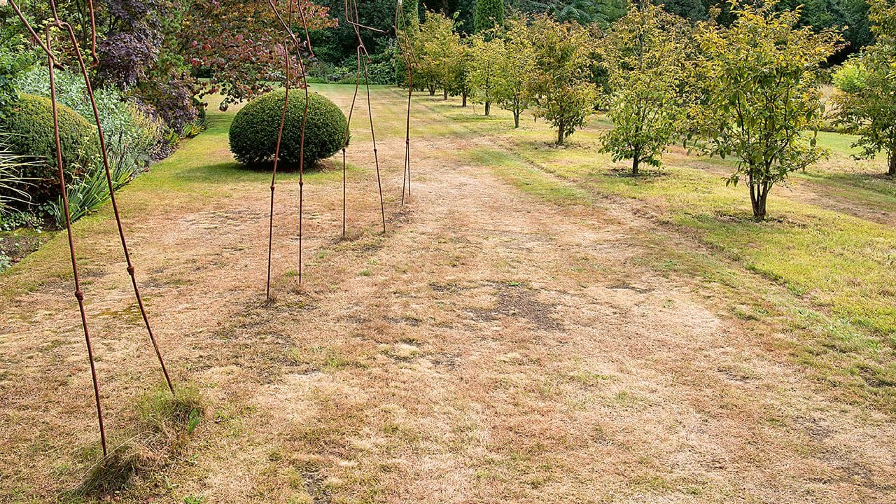 Ein Hochsommer-Bild mitten im Frühling: Da in Peter Jankes Garten der Rasen regelmäßig schon im April vertrocknet ist, suchte er neue Pflanzkonzepte. Ein Hochsommer-Bild mitten im Frühling: Da in Peter Jankes Garten der Rasen regelmäßig schon im April vertrocknet ist, suchte er neue Pflanzkonzepte.