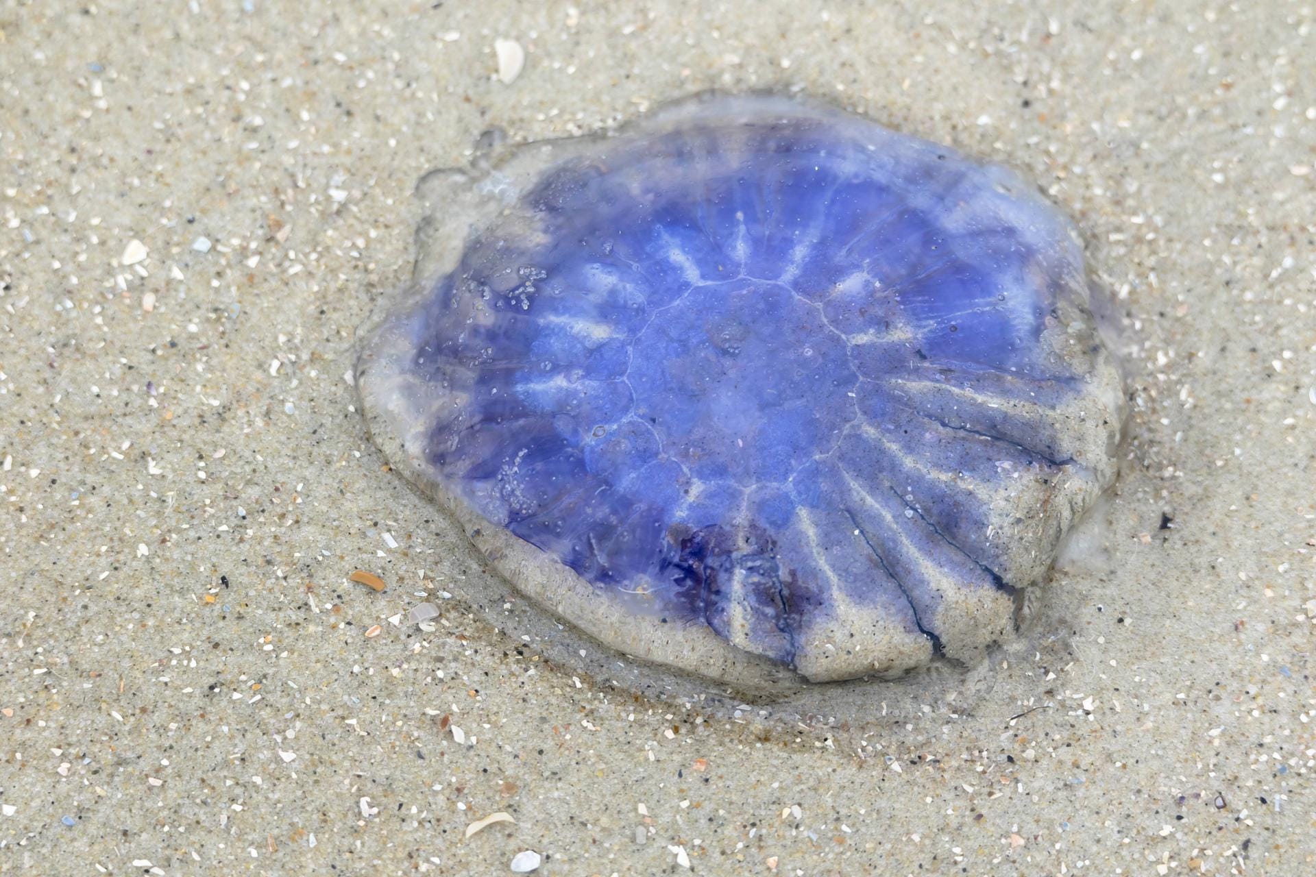Blaue Nesselqualle (Cyanea lamarcki): Auch sie ist unter anderem in Nord- und Ostsee zu finden.