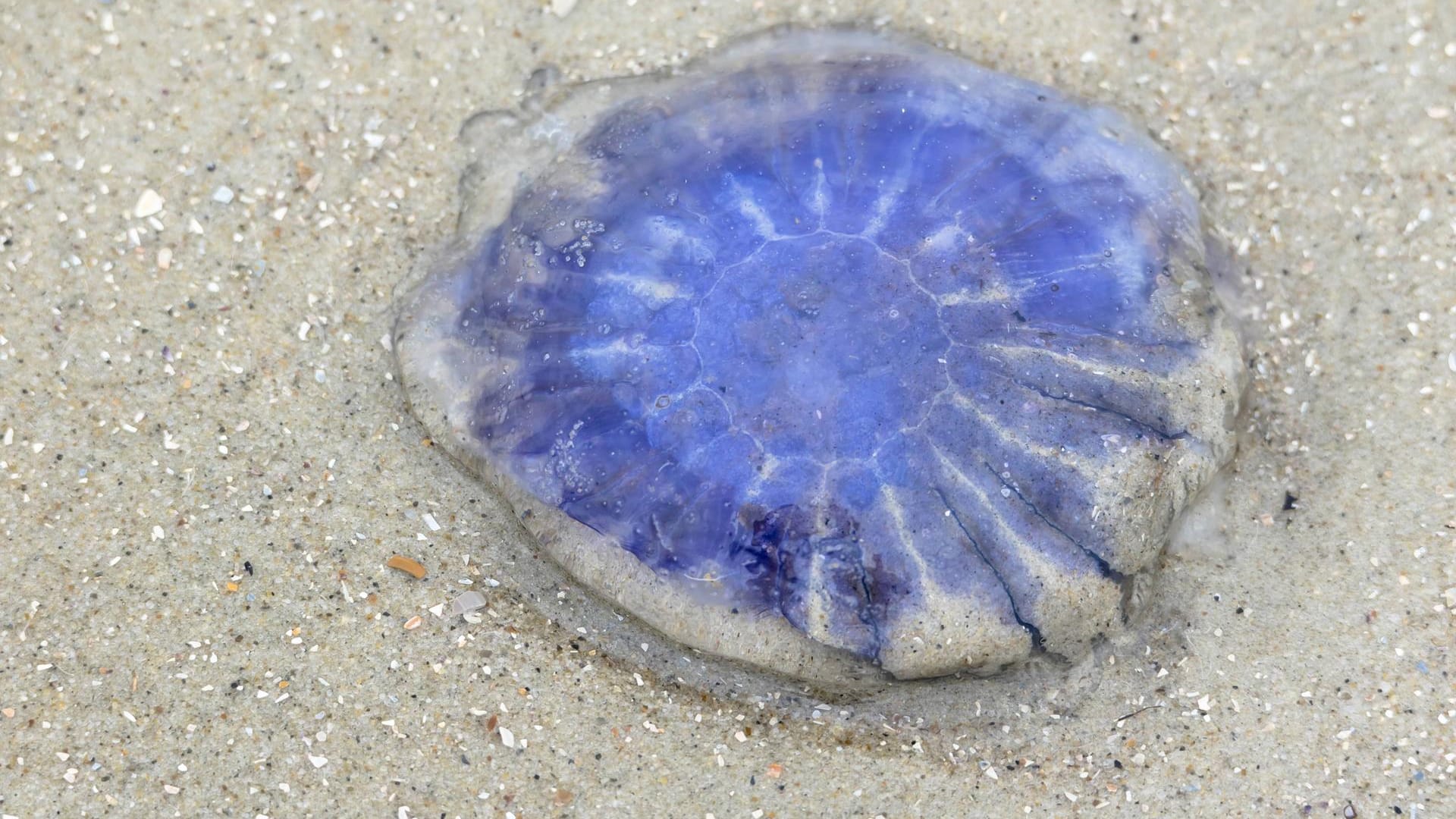 Blaue Nesselqualle (Cyanea lamarcki): Auch sie ist unter anderem in Nord- und Ostsee zu finden.