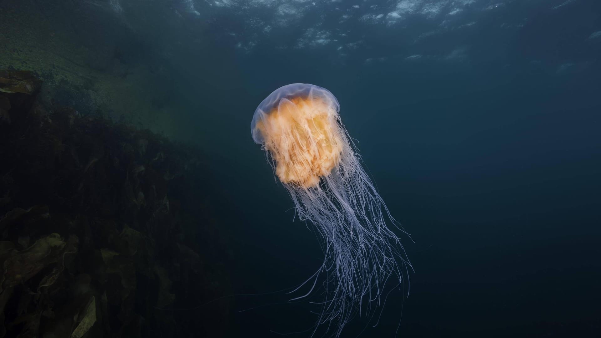 Gelbe Haarqualle (Cyanea capillata): Sie kommt unter anderem in Nord- und Ostsee vor.