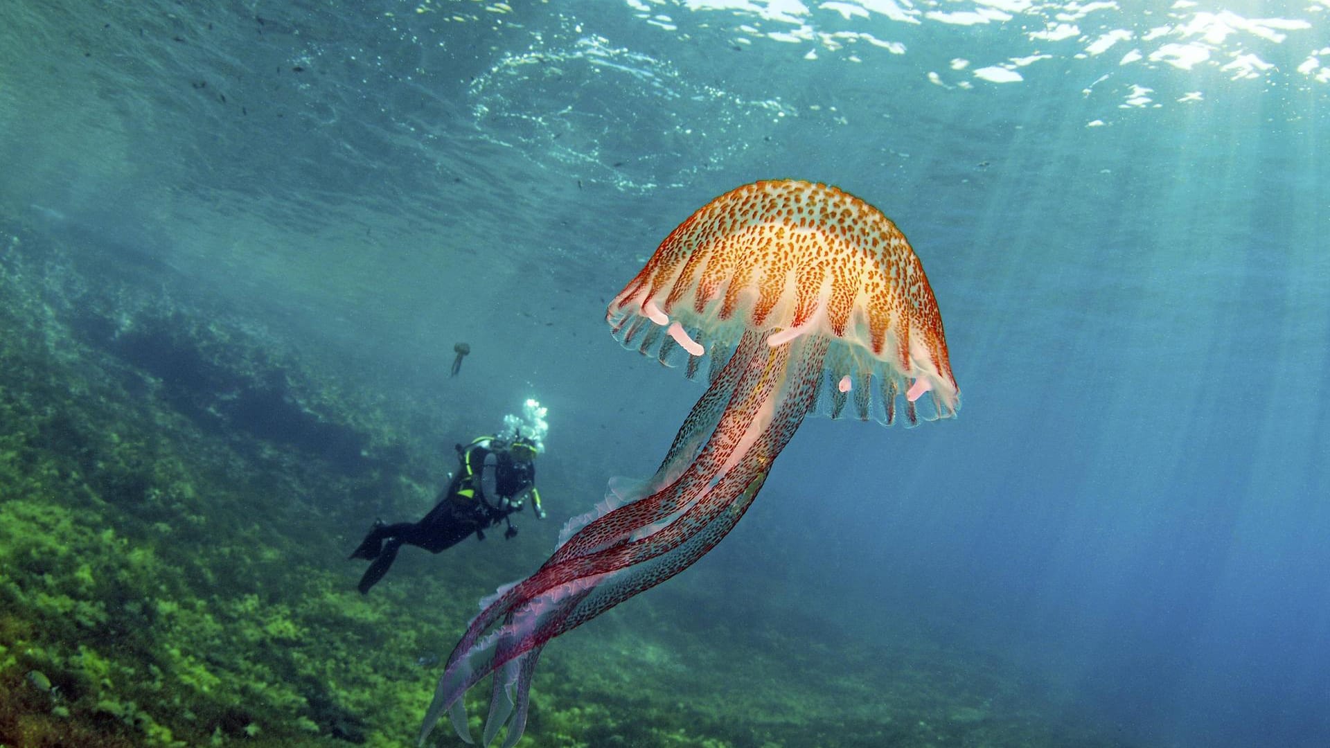 Leuchtqualle (Pelagia noctiluca): Sie lebt unter anderem im Mittelmeer.