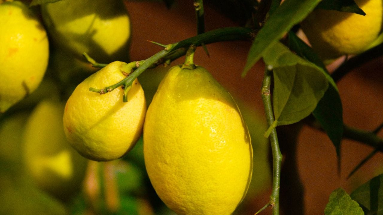 Konventionell angebaute Zitronen werden vor oder nach der Ernte mit Wachs und Pestiziden behandelt.