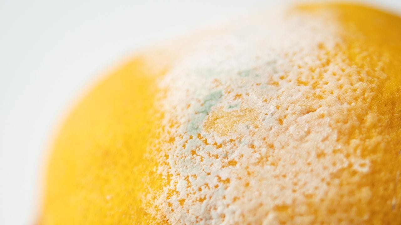Auf einer Bio-Zitrone wächst schneller weißer und grüner Schimmel als auf herkömmlichen Zitronen.