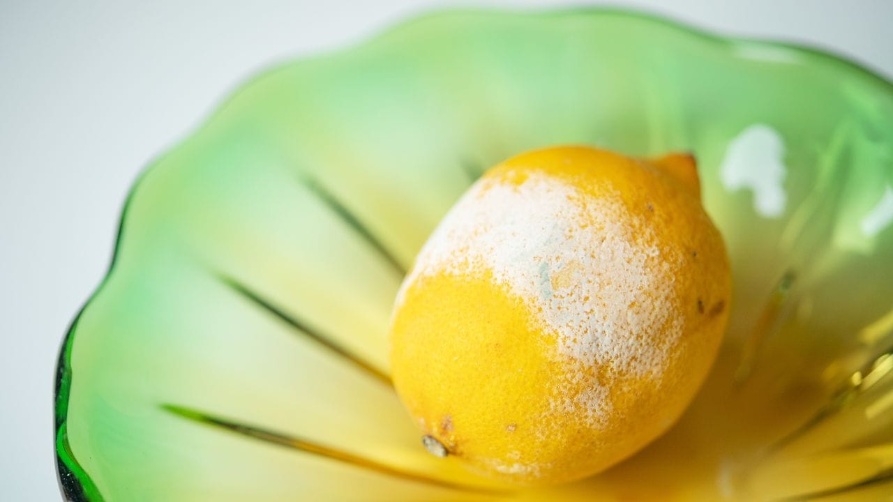 Egal, ob Bio oder konventionell - wenn die Zitrone eine schimmelige Stelle hat, sollte die ganze Frucht in die Biotonne wandern.